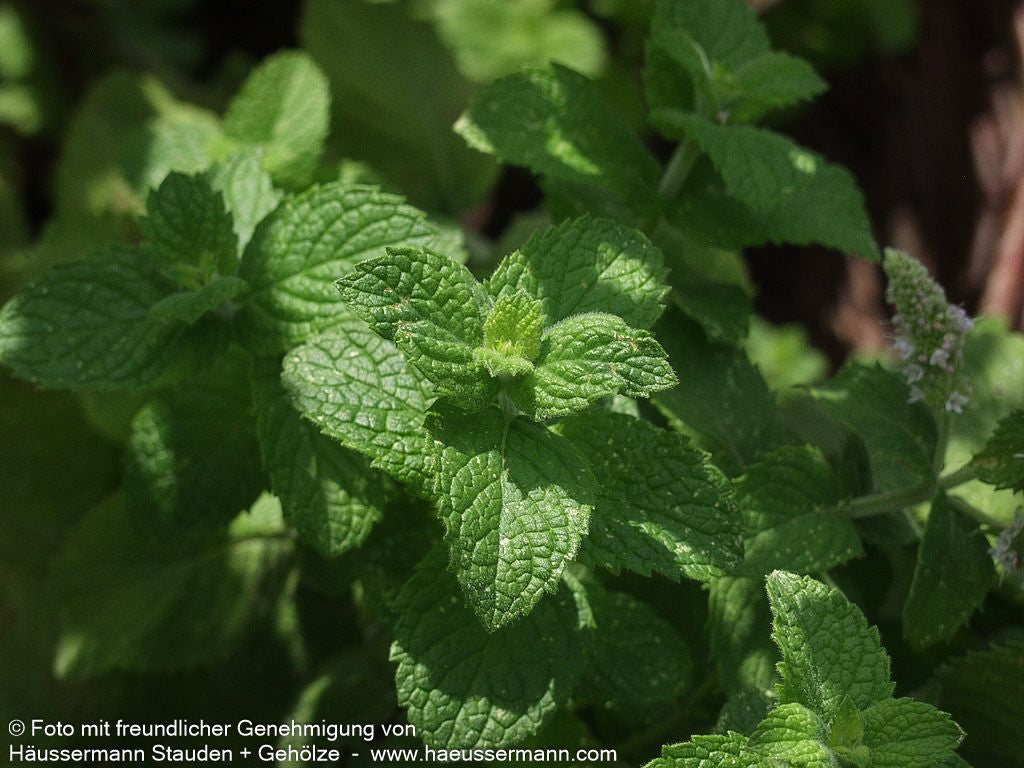 Apfel-Minze 'Apple Mint' (Mentha suaveolens)