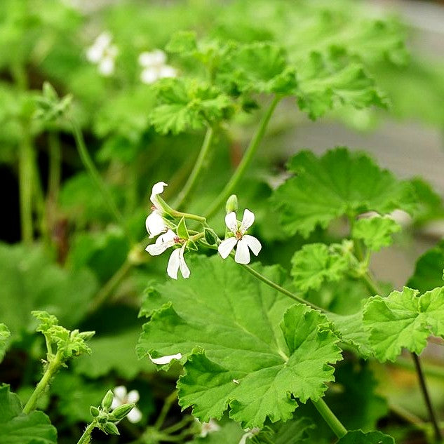Apfelduft-Pelargonie (Pelargonium odoratissimum)