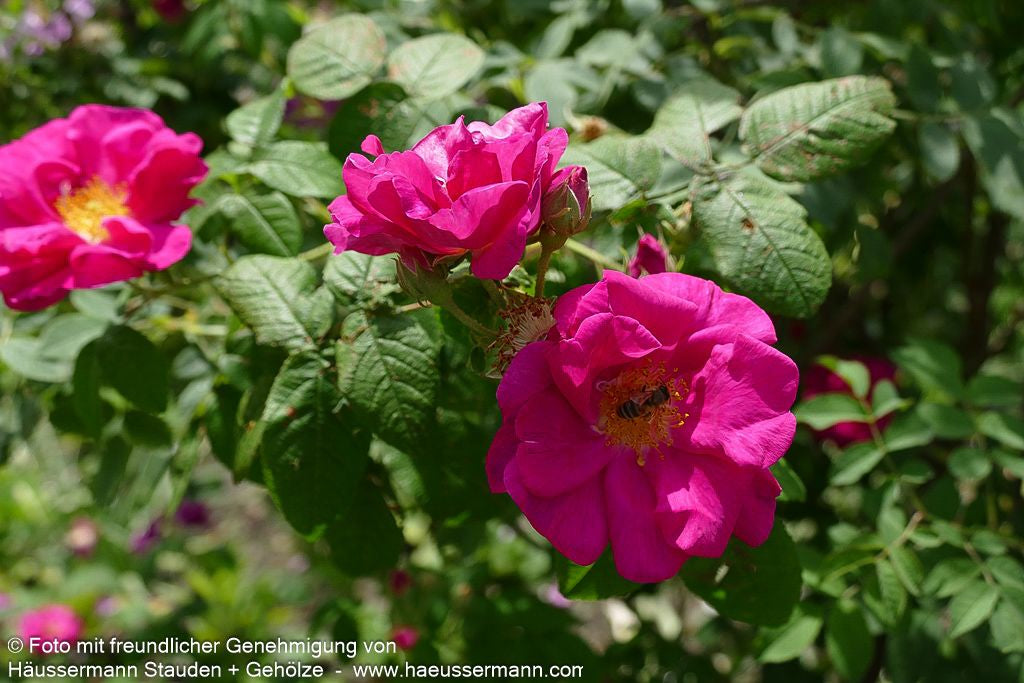 Apotheker-Rose 'Officinalis' (Rosa gallica  STR V)