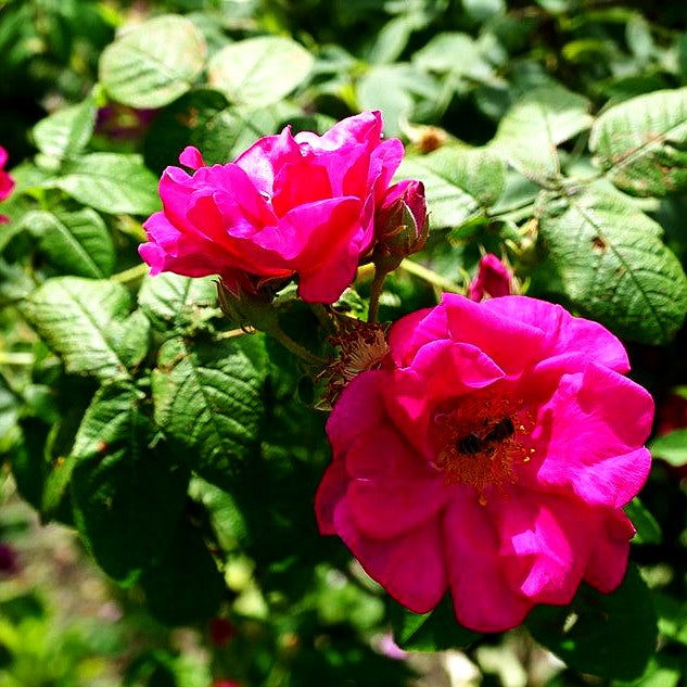 Apotheker-Rose 'Officinalis' (Rosa gallica STR V)