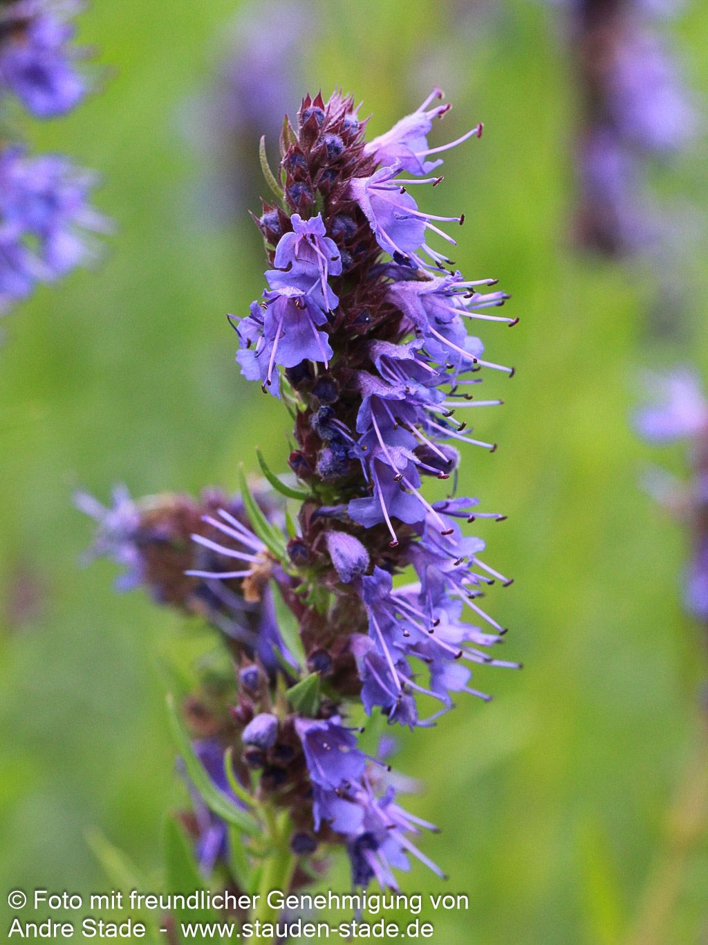 Apotheker-Ysop (Hyssopus officinalis)