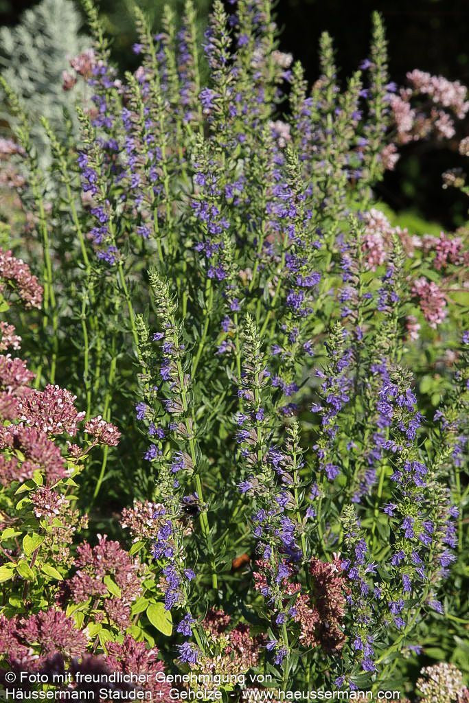 Apotheker-Ysop (Hyssopus officinalis)
