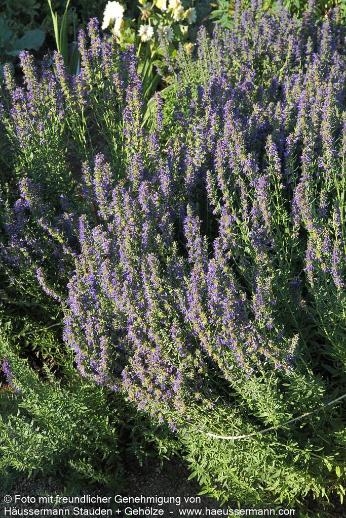 Apotheker-Ysop (Hyssopus officinalis)