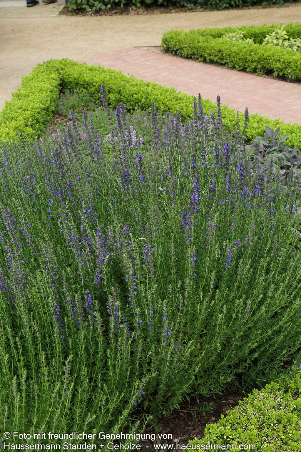 Apotheker-Ysop (Hyssopus officinalis)