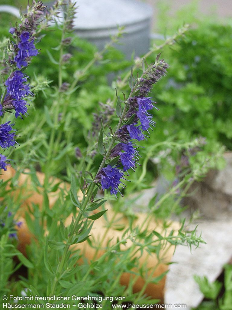 Apotheker-Ysop (Hyssopus officinalis)