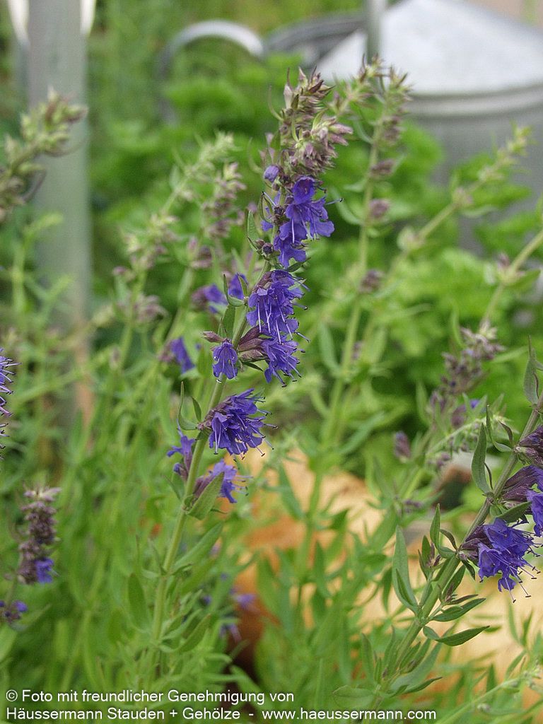 Apotheker-Ysop (Hyssopus officinalis)
