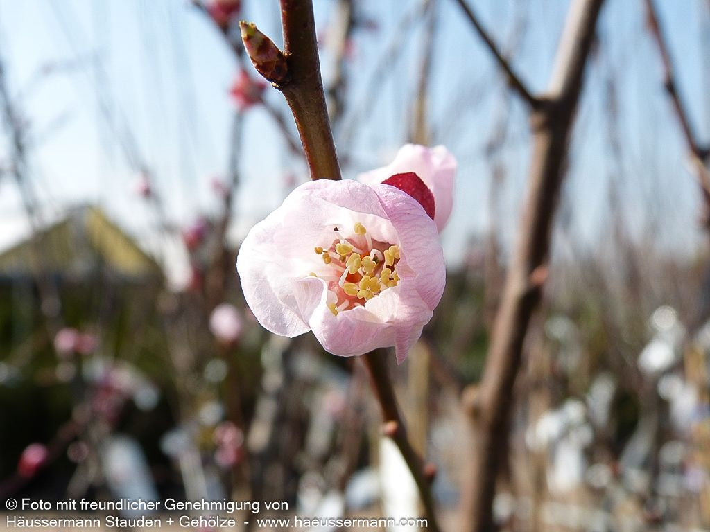 Aprikose 'Ungarische Beste' (Prunus arm.)