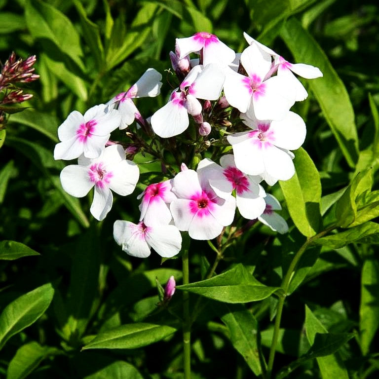 Arends-Flammenblume 'Early Star' (Phlox x arendsii)