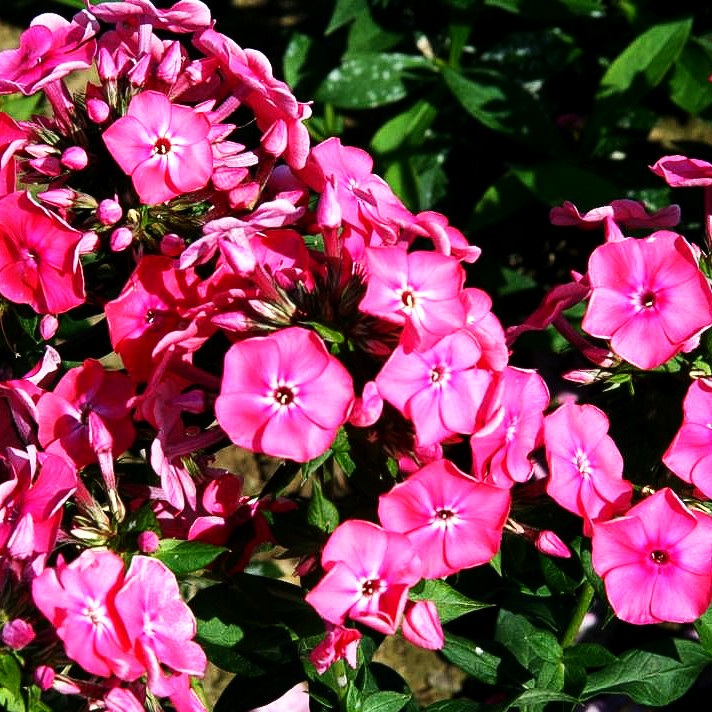Arends-Flammenblume 'Pink Attraction' (Phlox x arendsii)