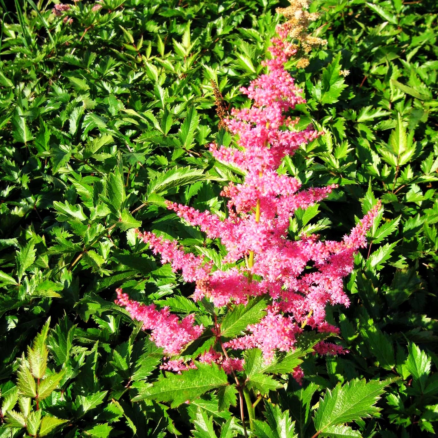 Arends Prachtspiere 'Anita Pfeifer' (Astilbe x arendsii)