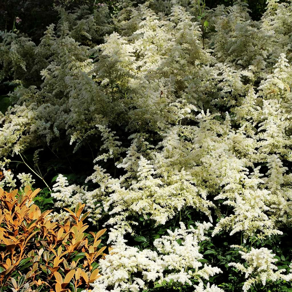 Arends Prachtspiere 'Brautschleier' (Astilbe x arendsii)