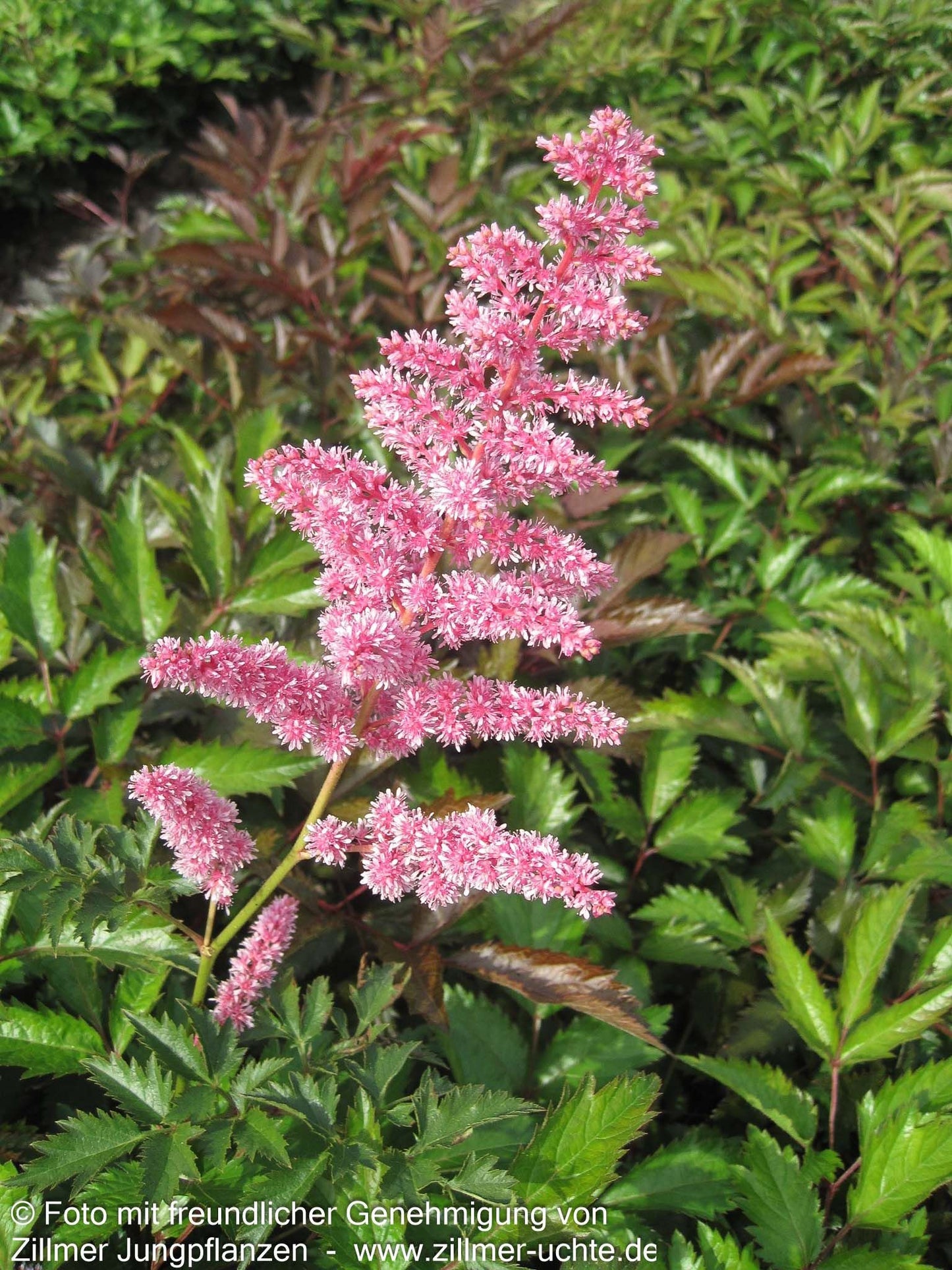 Arends Prachtspiere 'Cattleya' (Astilbe x arendsii)