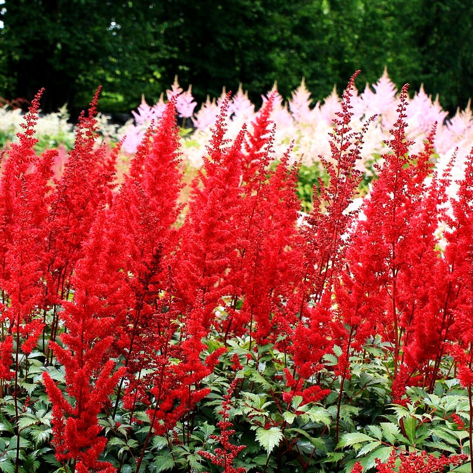 Arends Prachtspiere 'Fanal' (Astilbe x arendsii)