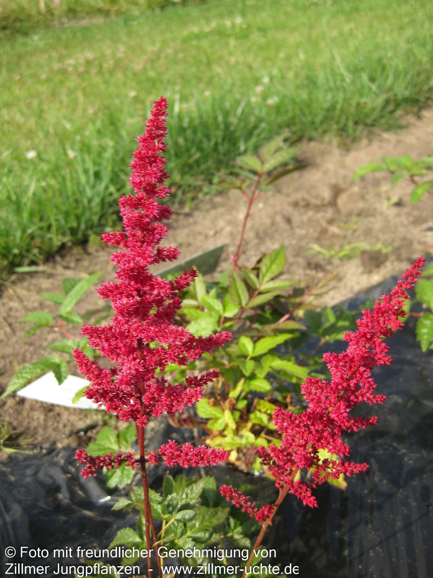 Arends Prachtspiere 'Glut' (Astilbe x arendsii)