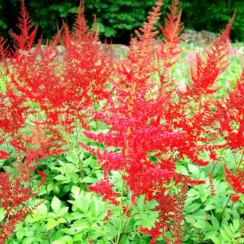 Arends Prachtspiere 'Glut' (Astilbe x arendsii)