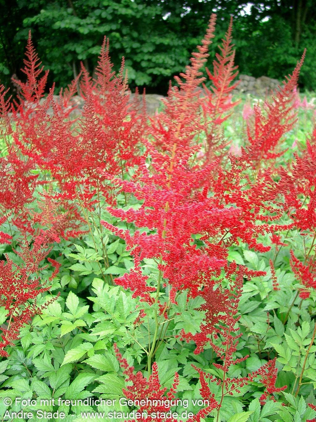 Arends Prachtspiere 'Glut' (Astilbe x arendsii)