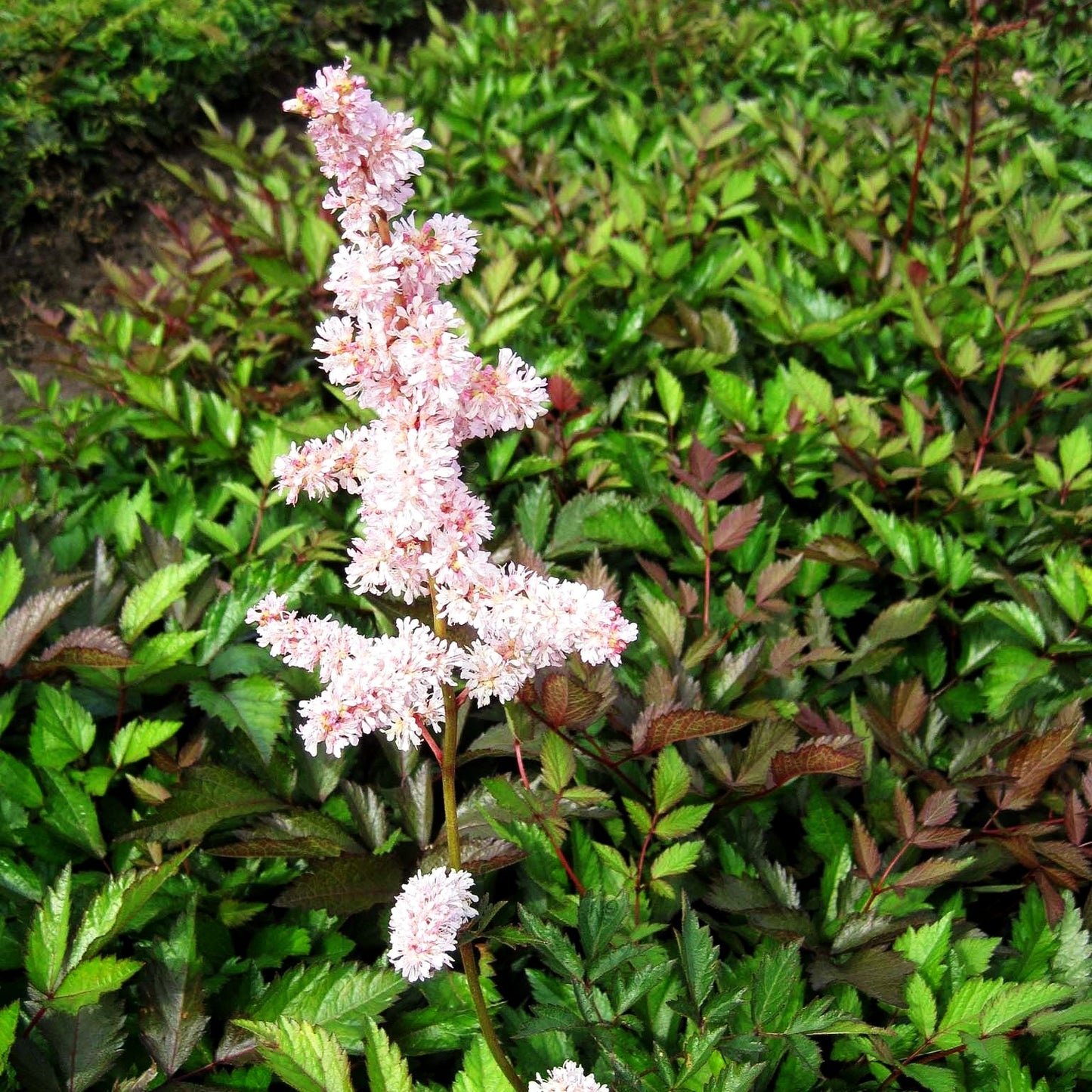 Arends Prachtspiere 'Grete Püngel' (Astilbe x arendsii)
