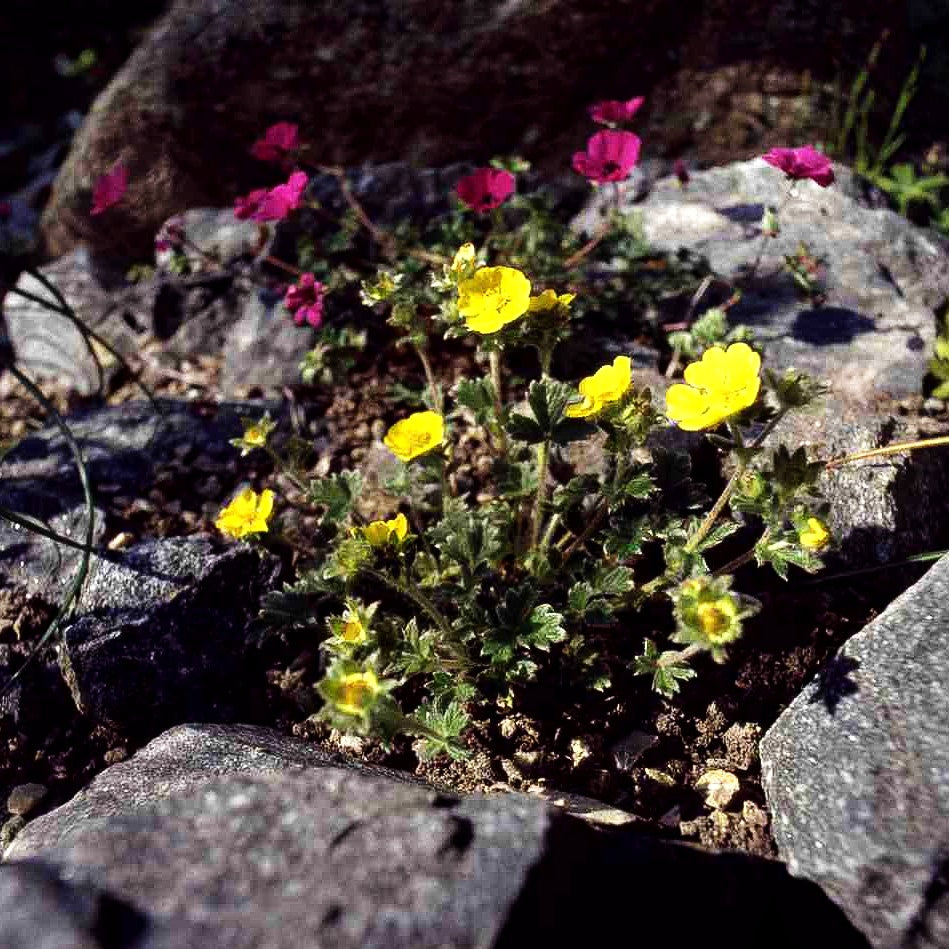 Arktisches Fingerkraut (Potentilla hyparctica)