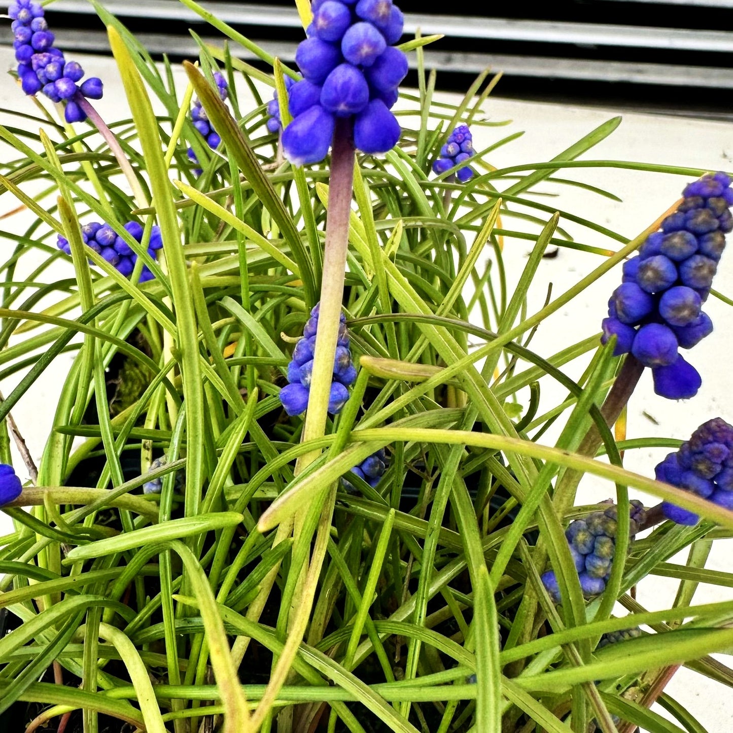 Armenische Traubenhyazinthe (Muscari armeniacum)