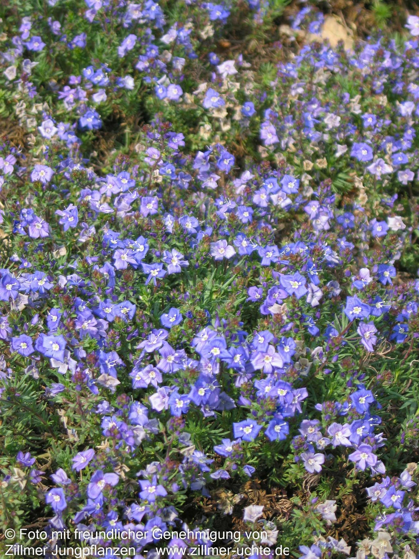 Armenischer Ehrenpreis (Veronica armena)