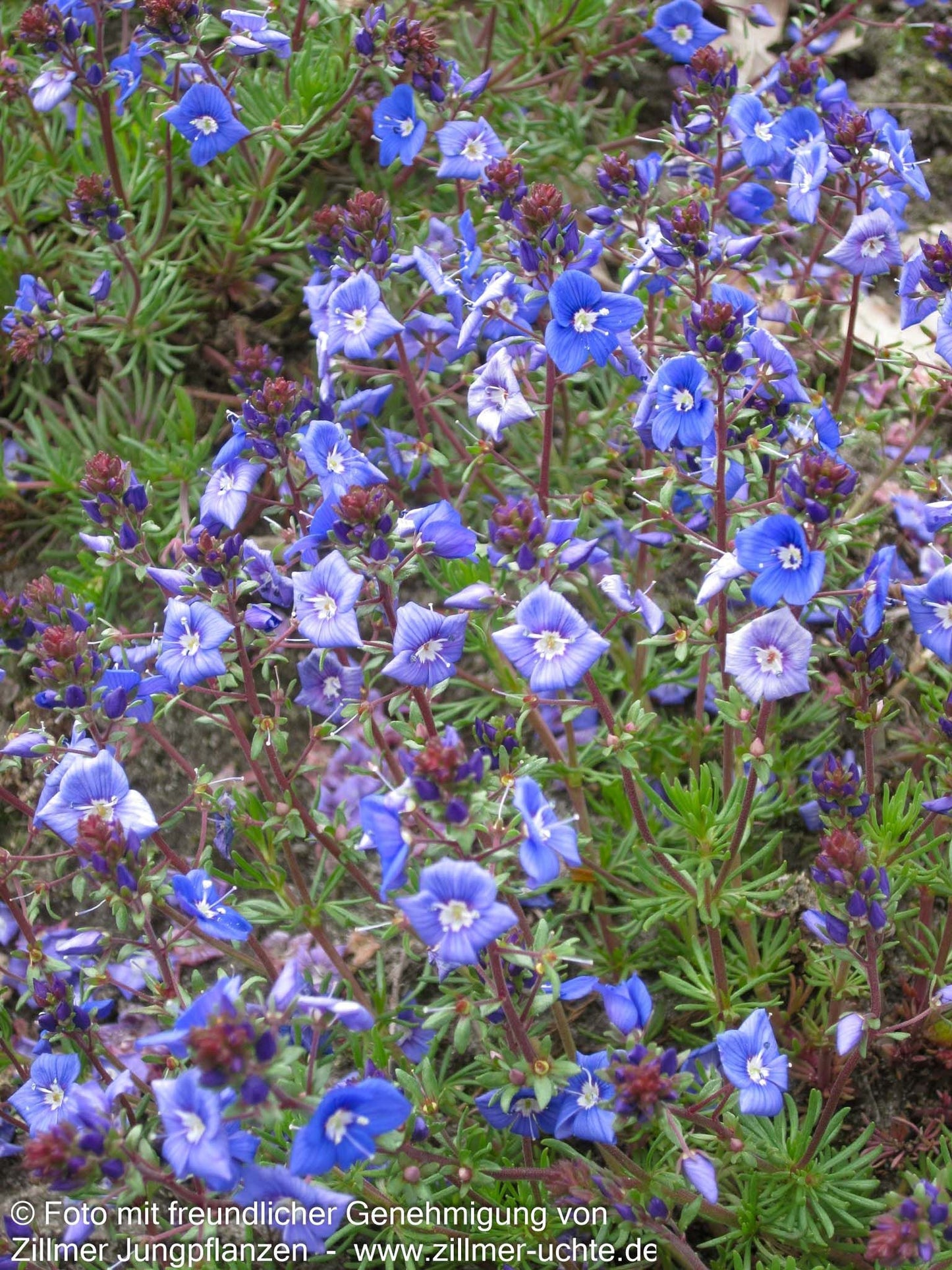 Armenischer Ehrenpreis (Veronica armena)
