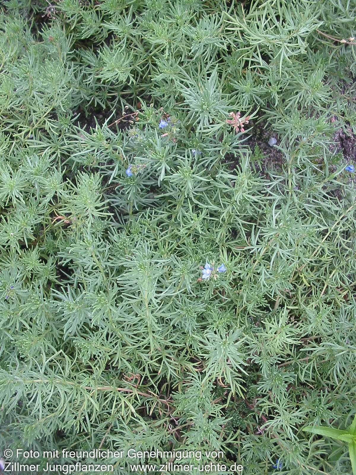 Armenischer Ehrenpreis (Veronica armena)
