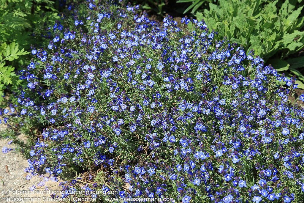 Armenischer Ehrenpreis (Veronica armena)