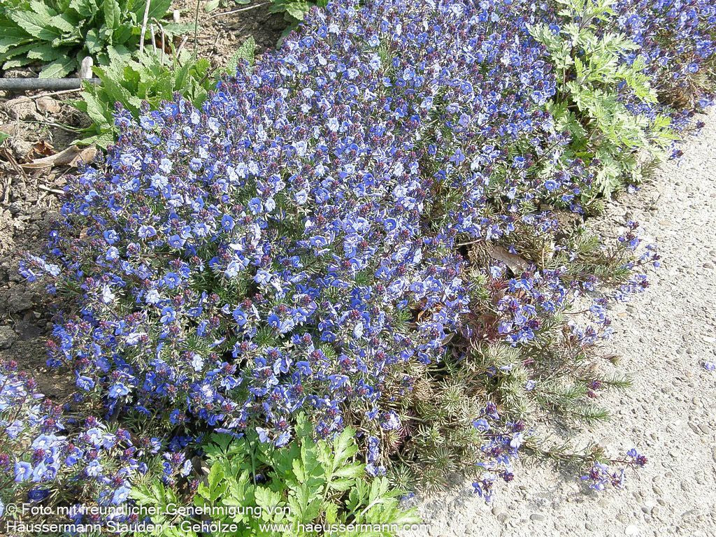 Armenischer Ehrenpreis (Veronica armena)