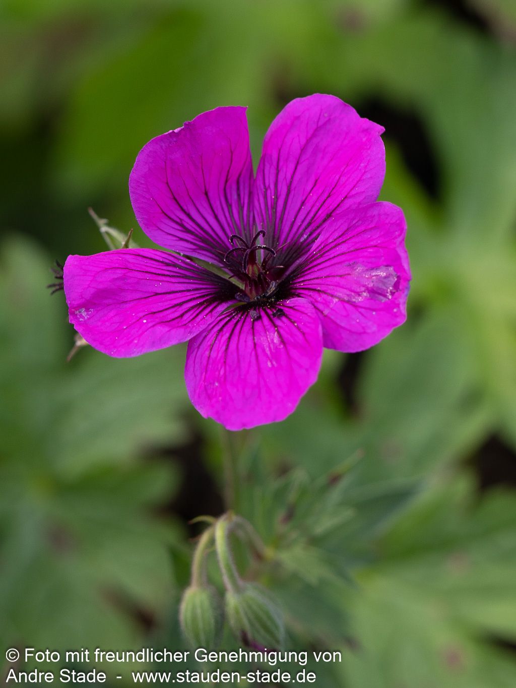 Armenischer Storchschnabel 'Matu Vu' (Geranium psilostemon JS)