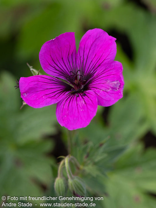 Armenischer Storchschnabel 'Matu Vu' (Geranium psilostemon JS)
