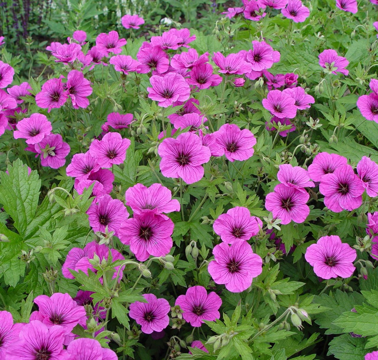 Armenischer Storchschnabel 'Matu Vu' (Geranium psilostemon JS)