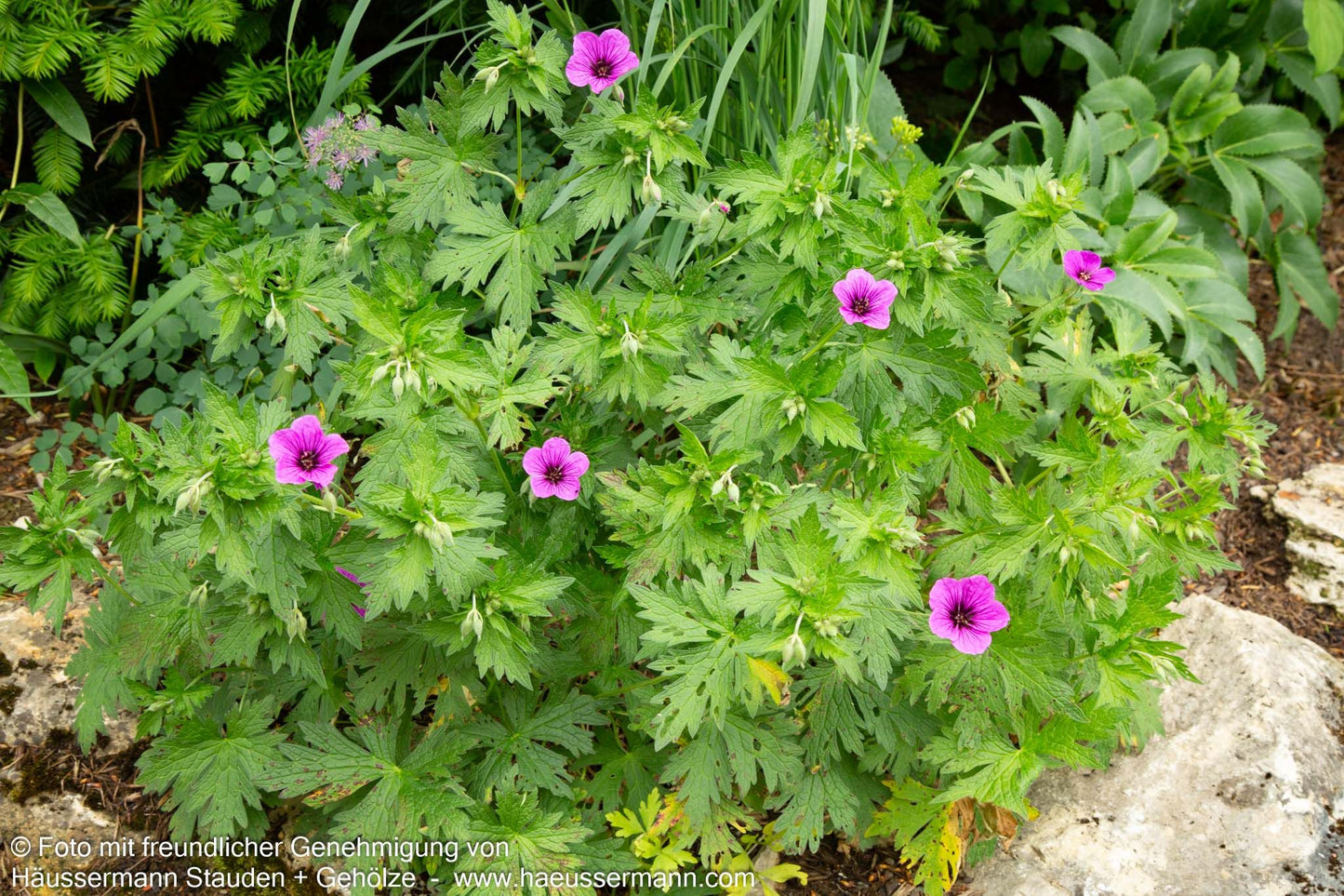 Armenischer Storchschnabel 'Matu Vu' (Geranium psilostemon JS)