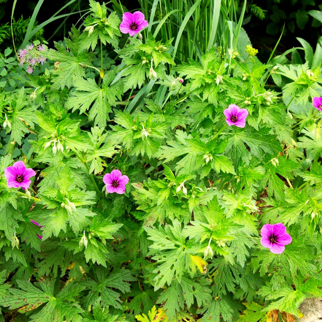 Armenischer Storchschnabel 'Matu Vu' (Geranium psilostemon JS)