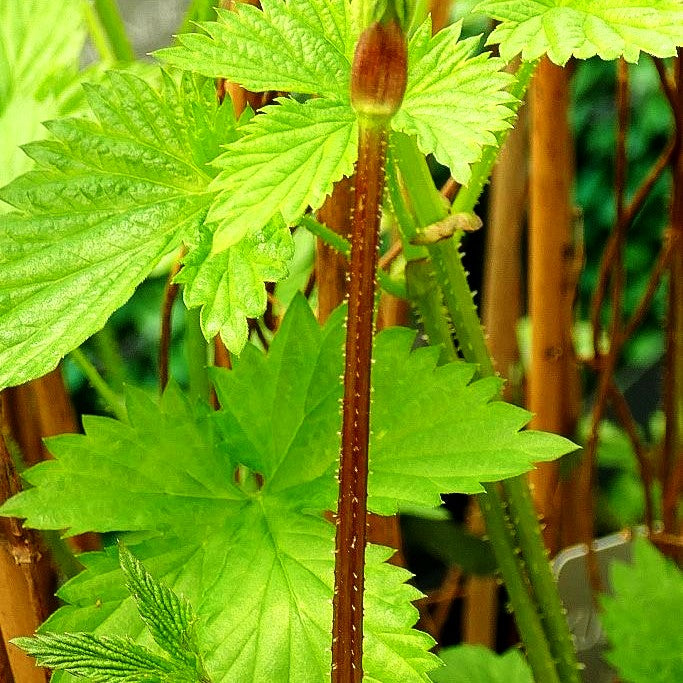 Aroma-Hopfen 'Northern Brew' (Humulus lupulus)