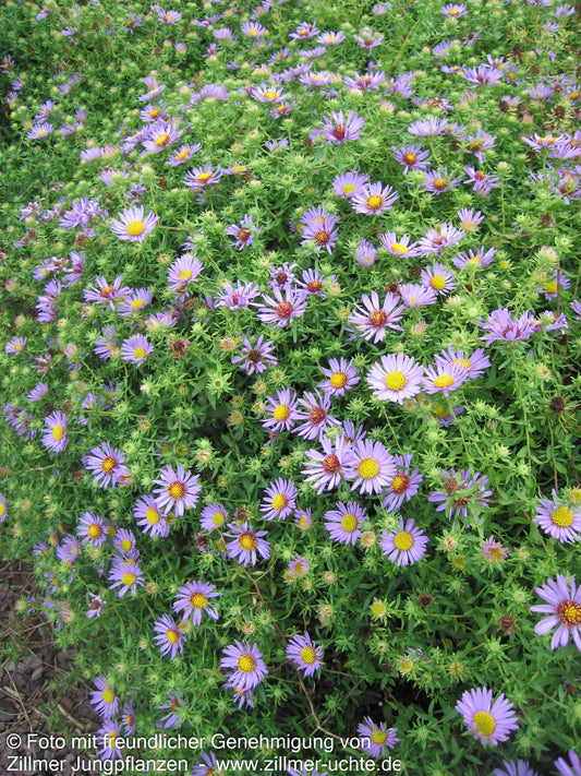 Aromatische Aster 'October Skies' (Aster oblongifolius)