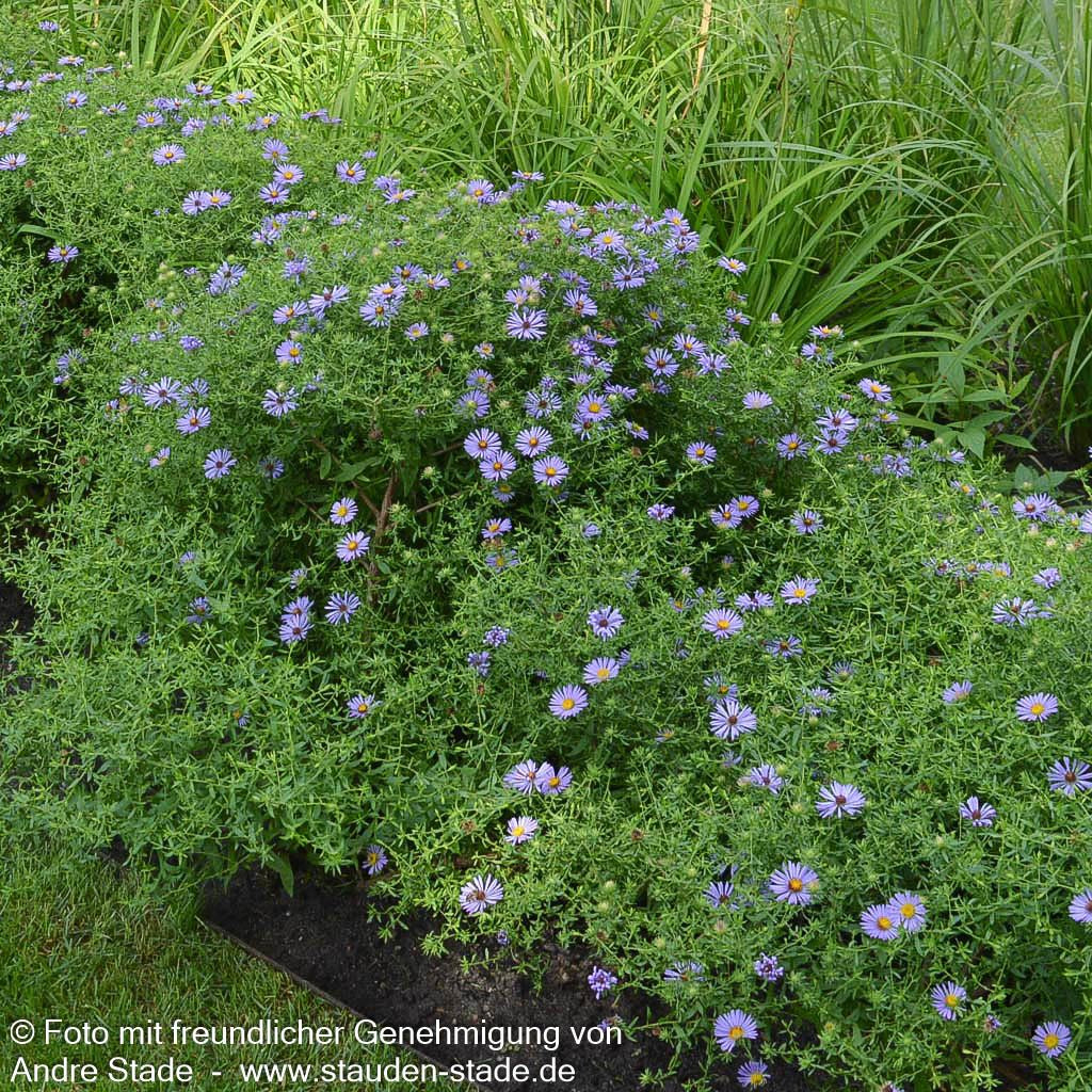 Aromatische Aster 'October Skies' (Aster oblongifolius)