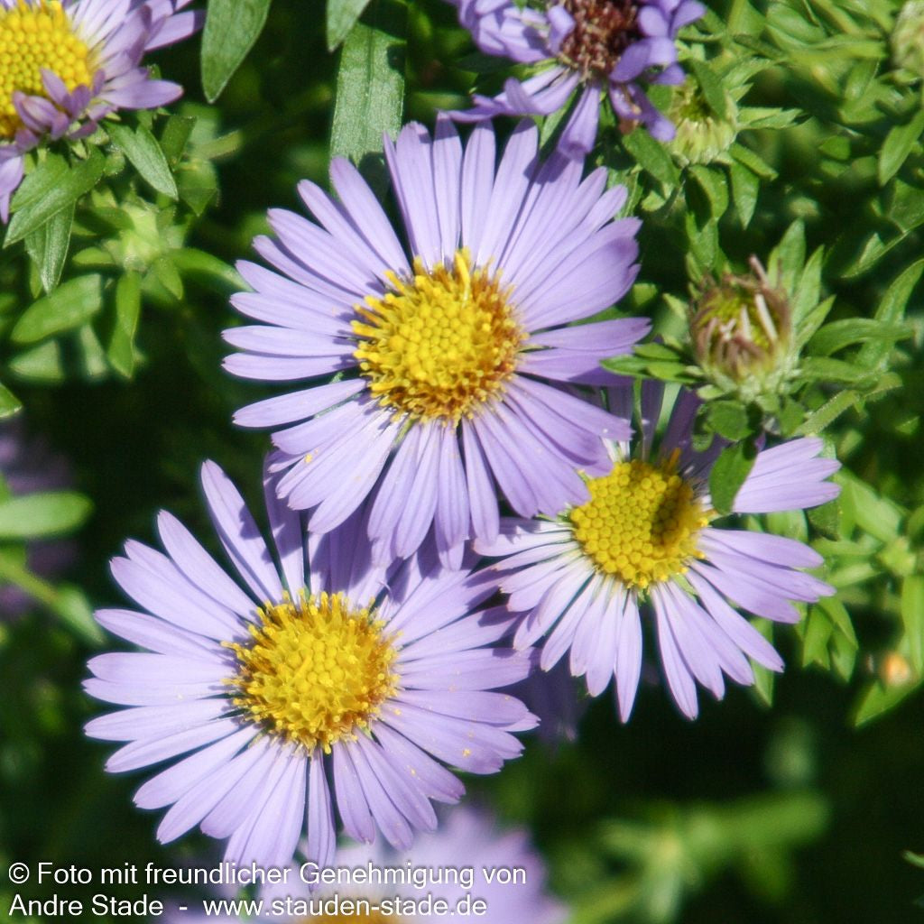 Aromatische Aster 'October Skies' (Aster oblongifolius)
