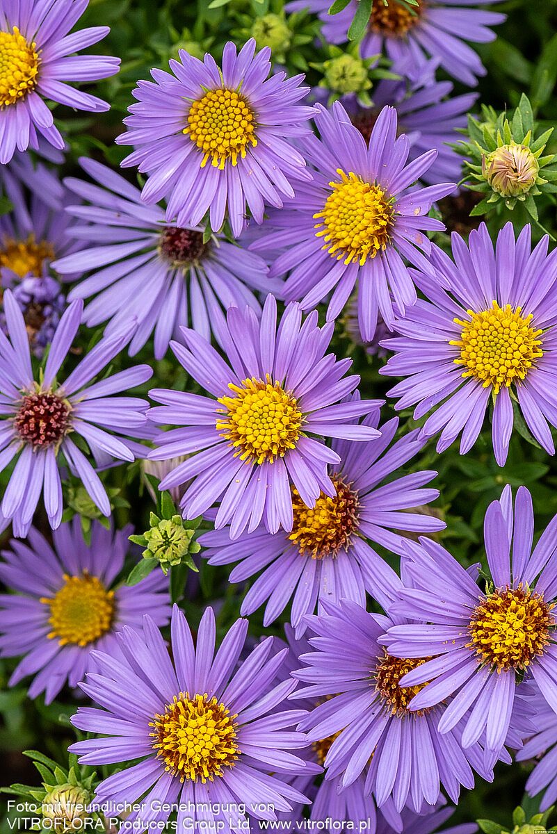 Aromatische Aster 'October Skies' (Aster oblongifolius)