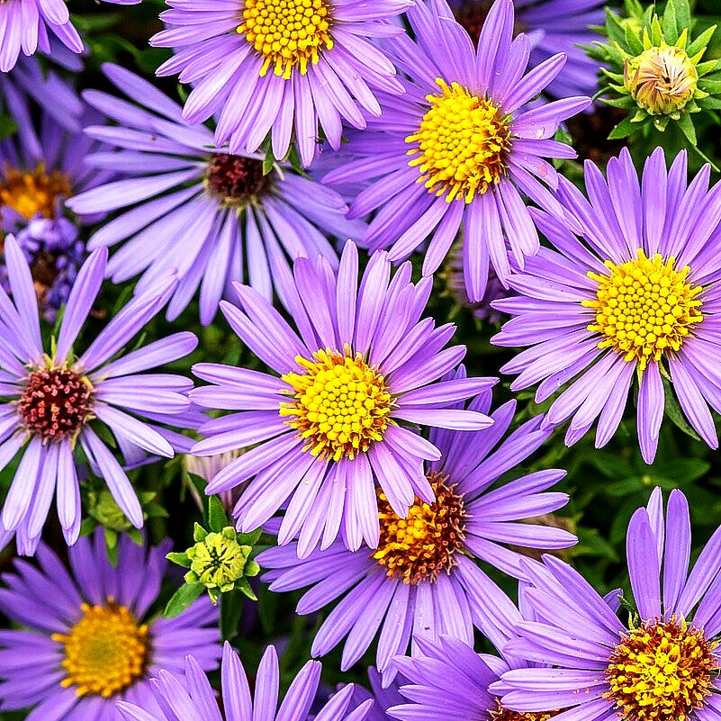 Aromatische Aster 'October Skies' (Aster oblongifolius)