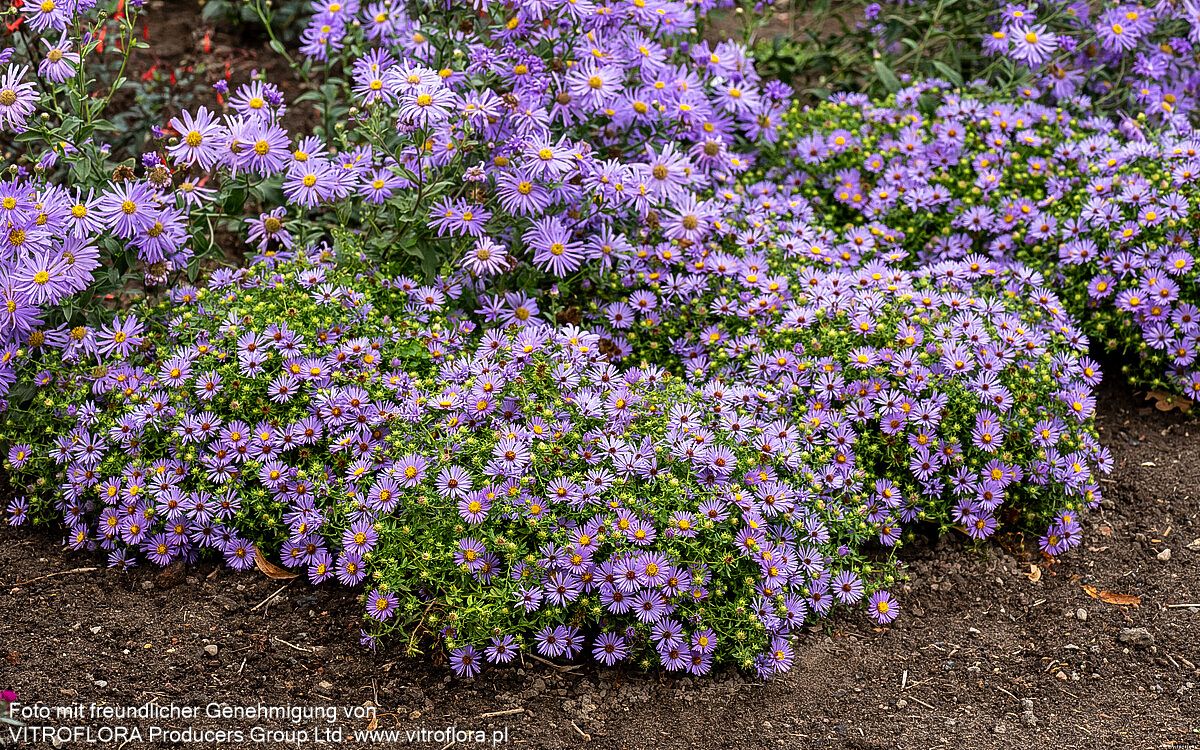 Aromatische Aster 'October Skies' (Aster oblongifolius)