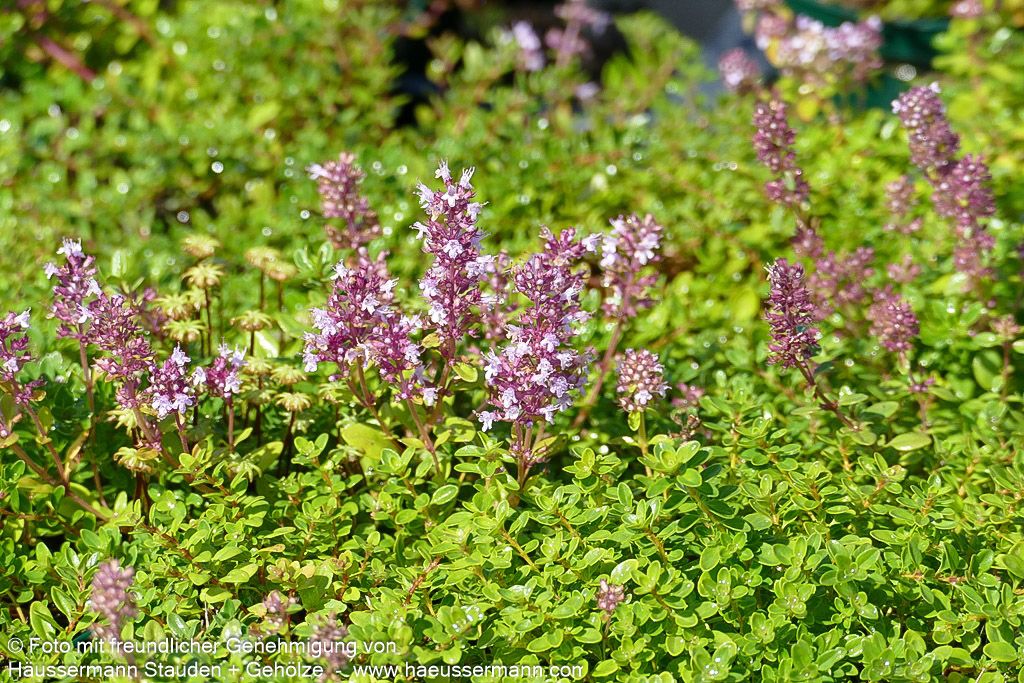 Arznei-Thymian, Quendel (Thymus pulegioides)