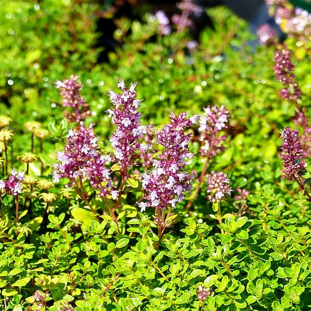 Arznei-Thymian, Quendel (Thymus pulegioides)