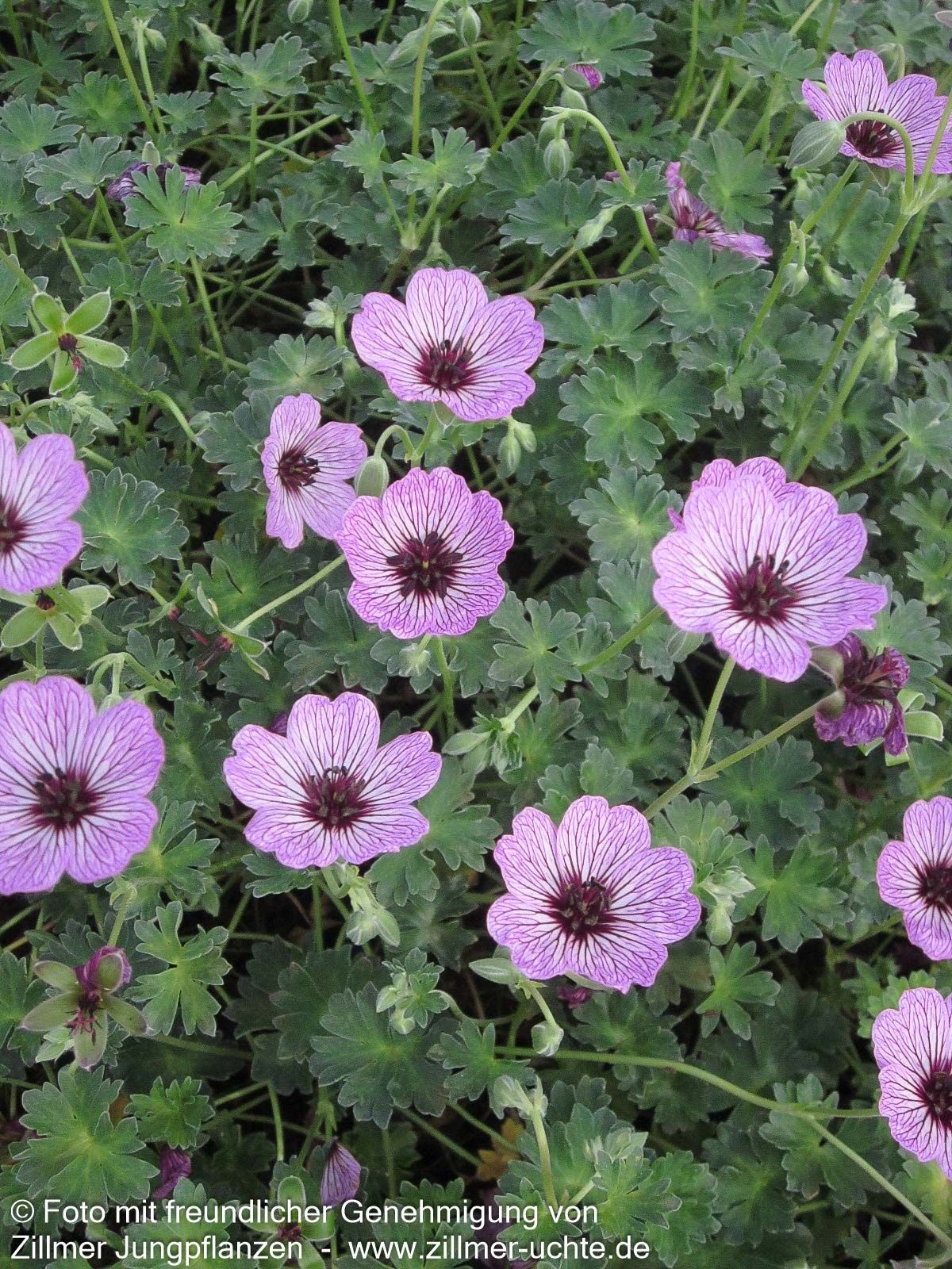 Aschgrauer Storchschnabel 'Ballerina' (Geranium cinereum)