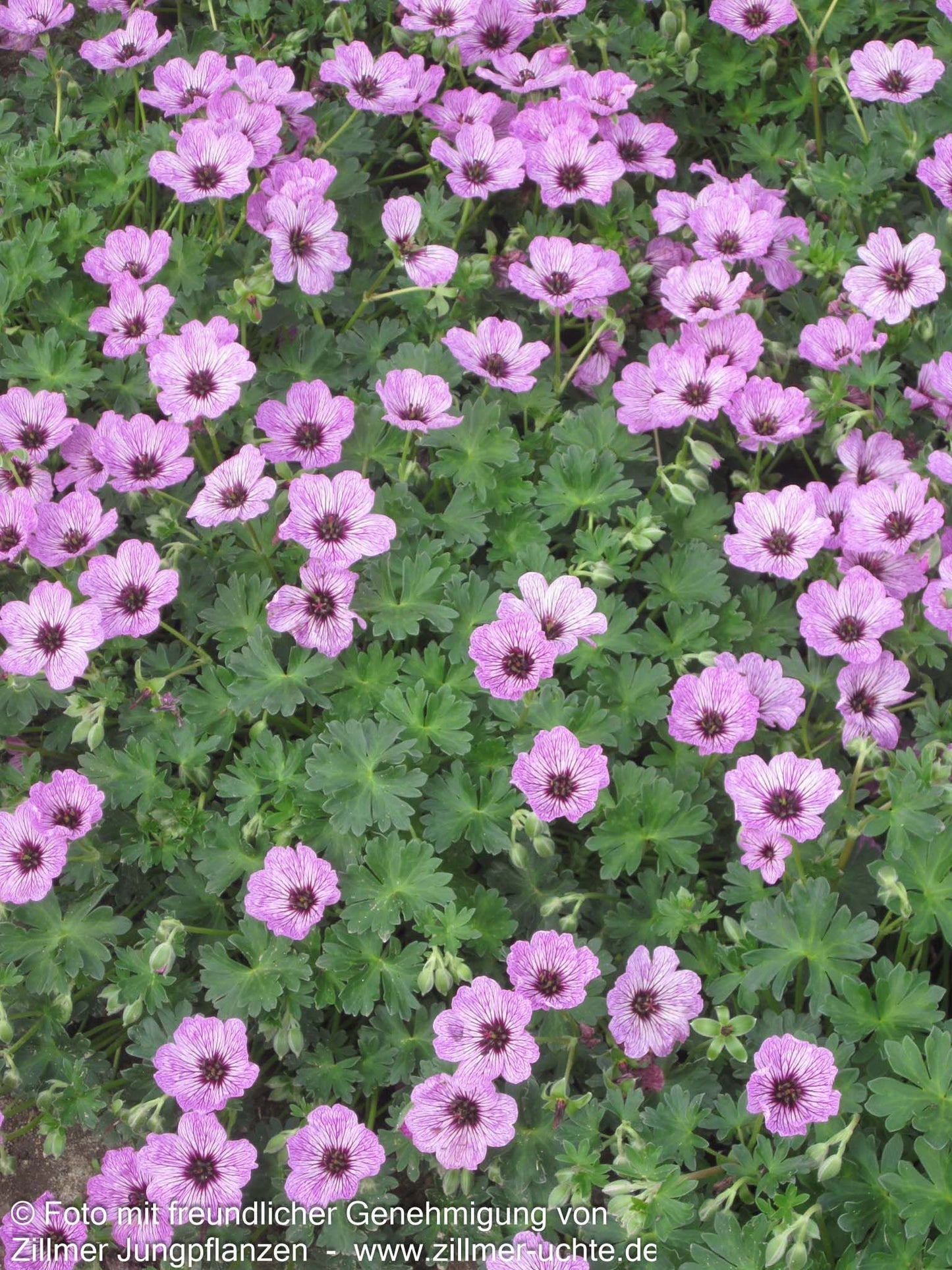 Aschgrauer Storchschnabel 'Ballerina' (Geranium cinereum)