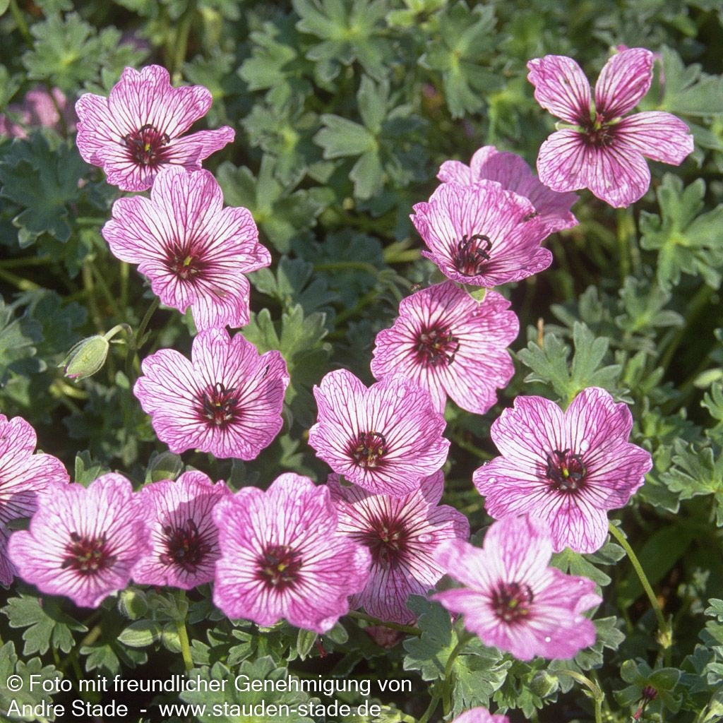 Aschgrauer Storchschnabel 'Ballerina' (Geranium cinereum)
