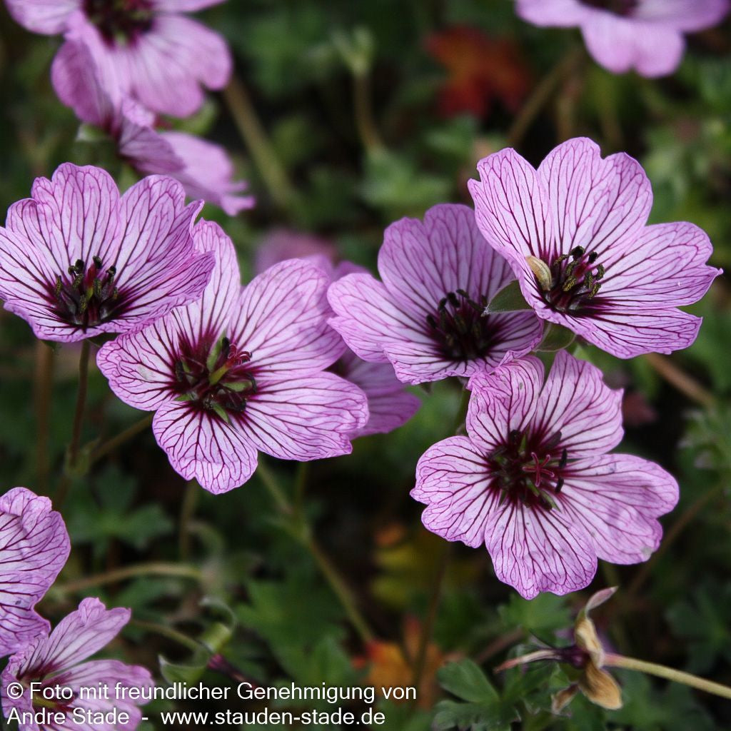 Aschgrauer Storchschnabel 'Ballerina' (Geranium cinereum)