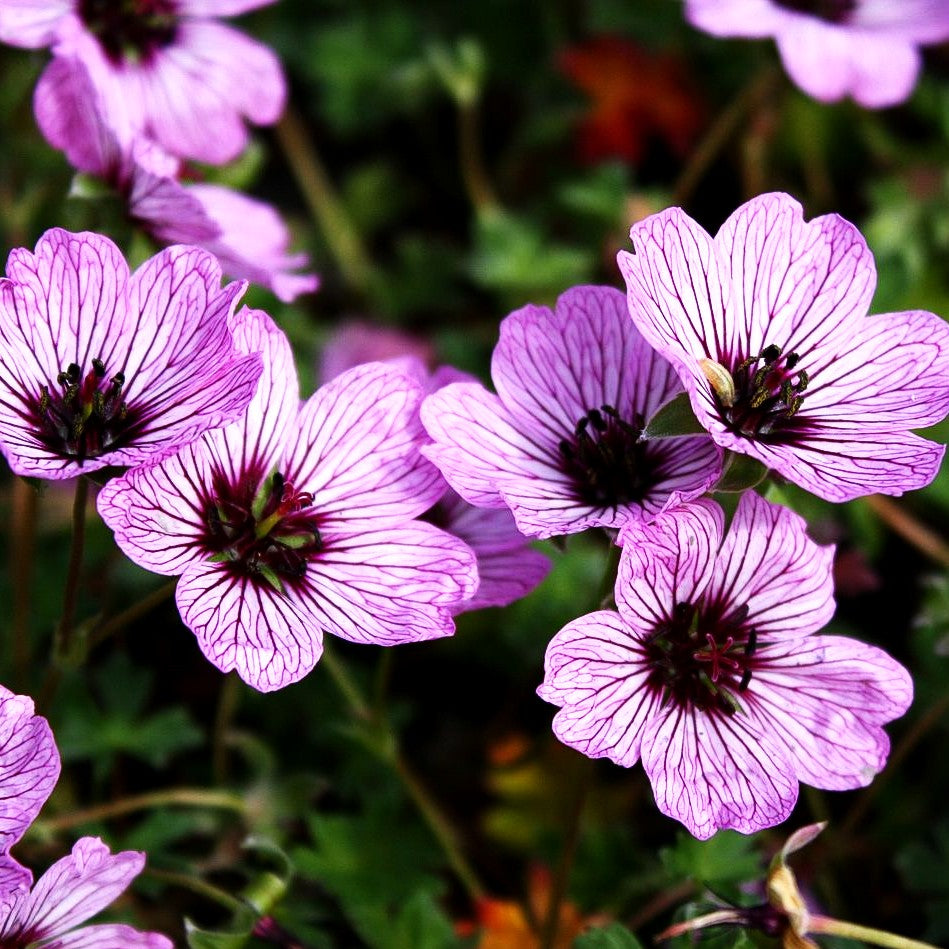 Aschgrauer Storchschnabel 'Ballerina' (Geranium cinereum)