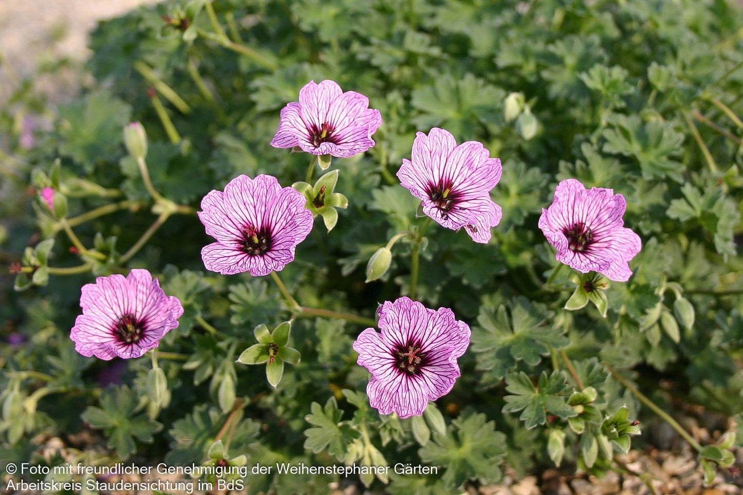 Aschgrauer Storchschnabel 'Ballerina' (Geranium cinereum)
