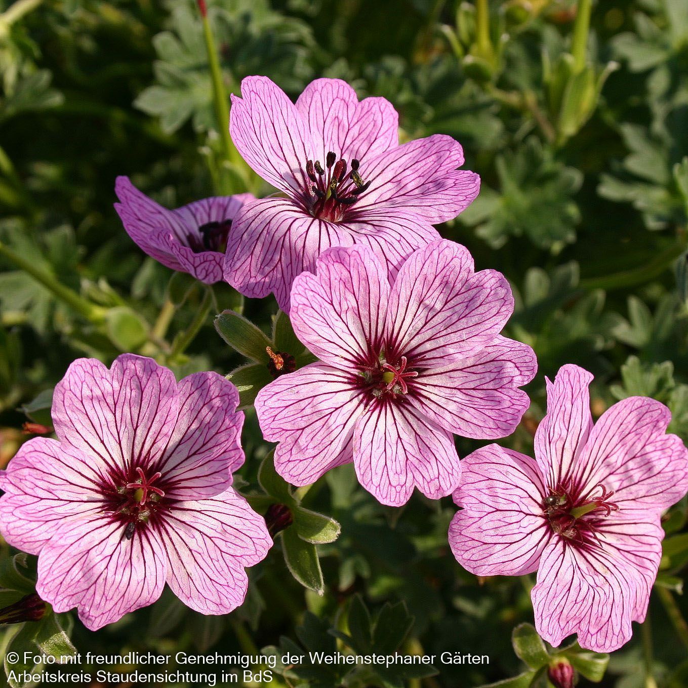 Aschgrauer Storchschnabel 'Ballerina' (Geranium cinereum)