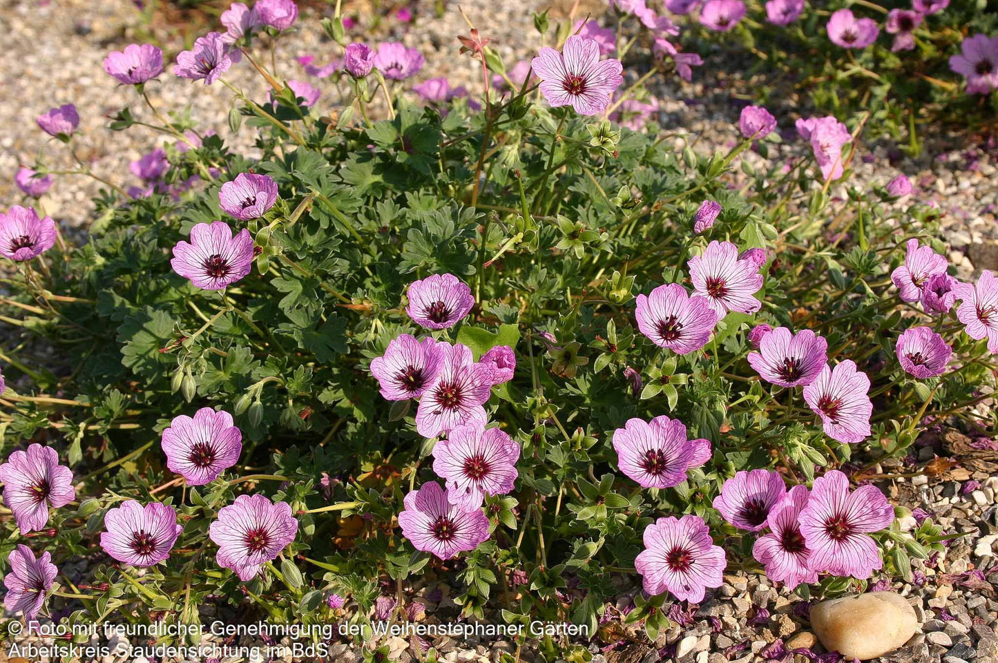 Aschgrauer Storchschnabel 'Ballerina' (Geranium cinereum)